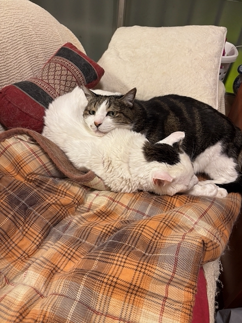 IMG_4024.jpeg