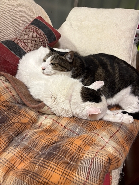 IMG_4025.jpeg